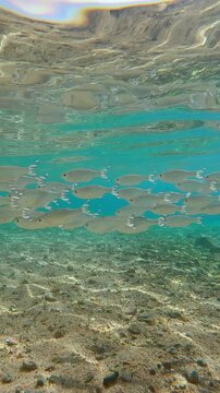 Group of Flagtail fish swims in blue water over sandy-stoned seabed, shimmering in bright midday sun. Striped Flagfish or Five-stripped Flagfish (Kuhlia mugil)