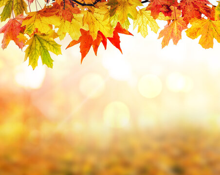Fall scene in yellow color shades. Autumn background with shadow of maple tree leaves