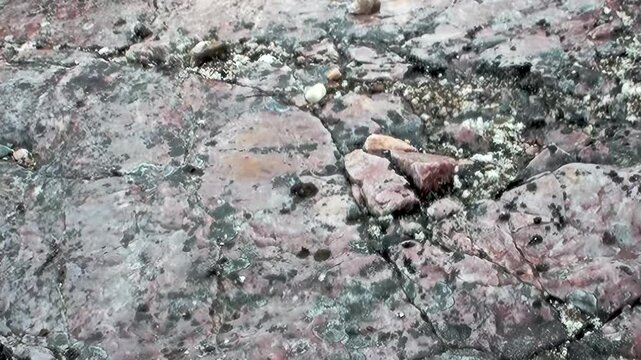 Examine the intricate patterns of ancient rocks and vibrant lichens covering the ground in Arctic Svalbard, Norway.
