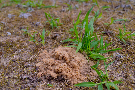 Close-up of a small sandy ant mound rising from dry bare soil surrounded by fresh green grass blades in a natural outdoor environment
