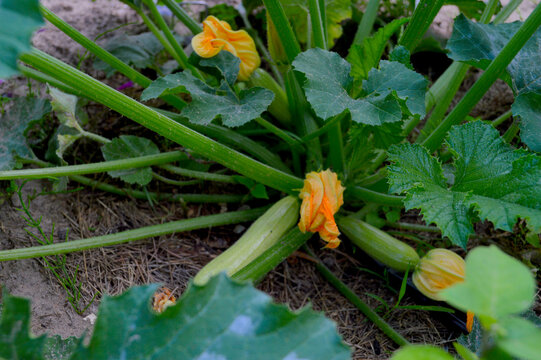 Vibrant green zucchini plant with multiple bright orange blossoms and young squash fruits growing in a sandy home vegetable garden