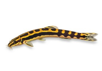 Fototapeta premium Kuhli loach isolated on white background, a slender fish with unique patterns
