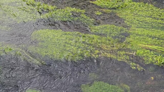 Gentle current of a clear stream flowing over bright green underwater plants and a dark, rocky bottom. Serene nature abstract background