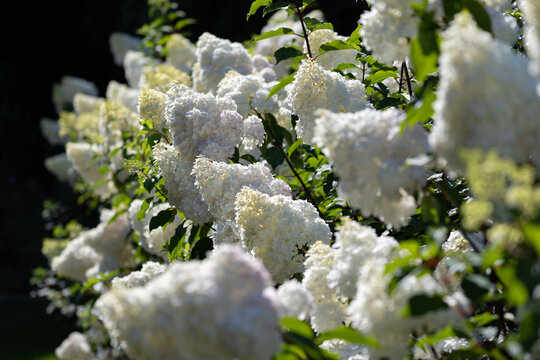 Beautiful Hydrangea paniculata "Vanille Fraise", bouquet hydrangea flowers in the summer home garden, floral wallpaper, background for design