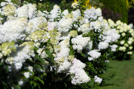 Beautiful Hydrangea paniculata "Vanille Fraise", bouquet hydrangea flowers in the summer home garden, floral wallpaper, background for design