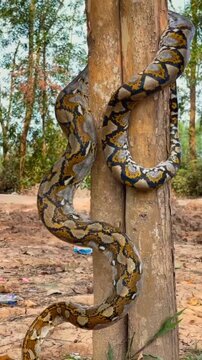 Reticulated Python Snake Climbing Tree Trunk Close Up