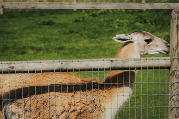 Naklejka premium Close-up of a llama's head and neck behind a wooden fence in a green pasture, showcasing its distinctive features and fur texture in a natural setting
