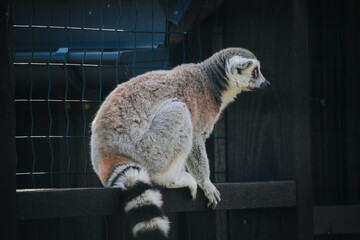 Naklejka premium Ring-tailed lemur perched on a wooden fence in a zoo enclosure, showcasing its distinctive gray fur and black-and-white striped tail against a blurred background