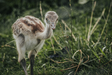 Young emu chick standing on green grass with soft feathers and curious expression, surrounded by natural vegetation in a wildlife setting © Emvats