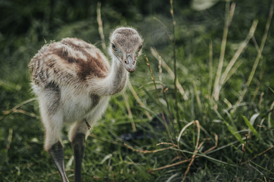 Young emu chick standing on green grass with soft feathers and curious expression, surrounded by natural vegetation in a wildlife setting