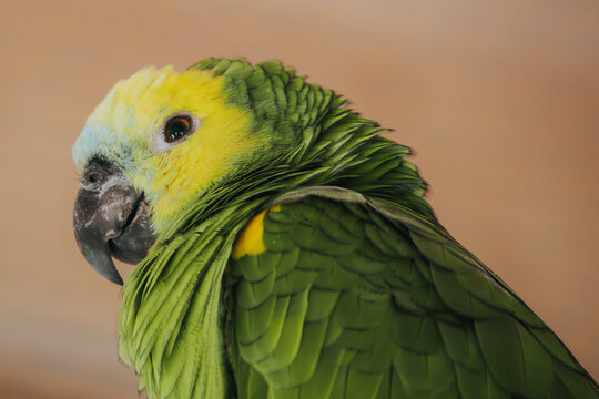 Green parrot with yellow and blue markings perched against a blurred background, showcasing vibrant feathers and distinct facial features in close-up view