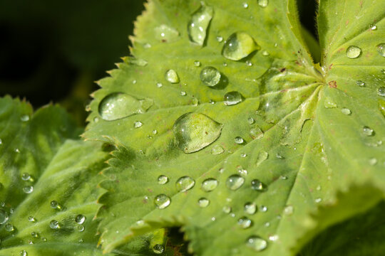 Fresh Green Lady&rsquo;s Mantle Leaf with Sparkling Water Droplets