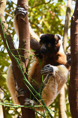 Naklejka premium Sifaka Lemur (Propithecus) Climbing Tree in Madagascar Wildlife Close-Up
