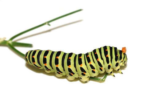 Swallowtail caterpillar Papilio machaon displaying osmeterium defense organ,