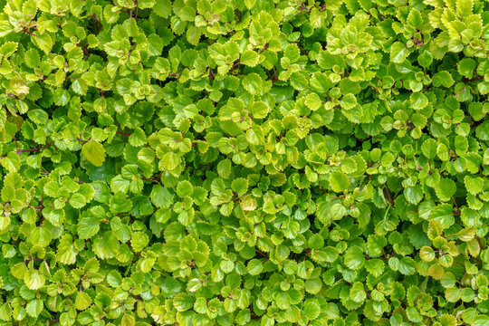 Green swedish ivy plant wall filling the entire frame. Dense natural background with small bright leaves and organic patterns.