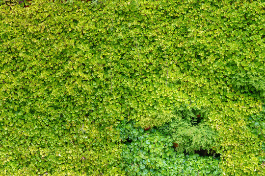Green plant wall with a dense layer of creeping leaves and vertical garden details. Natural outdoor hedge background with various textures of foliage and tiny shrubs.