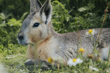 Fototapeta premium Patagonian mara resting on green grass surrounded by wildflowers in a natural habitat, showcasing its distinctive features and serene environment