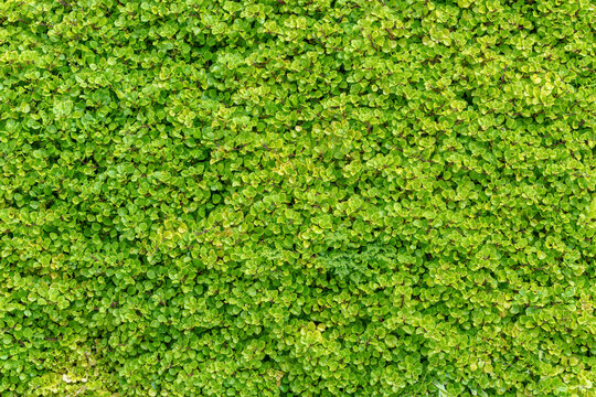 Wall of dense green leaves creating a seamless natural texture. Flat background of vibrant small foliage for web design or backdrop layout.