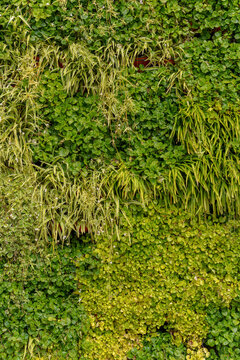 Vertical garden wall with various types of green plants and decorative grasses. Dense ecological background with mixed foliage textures and organic layout.