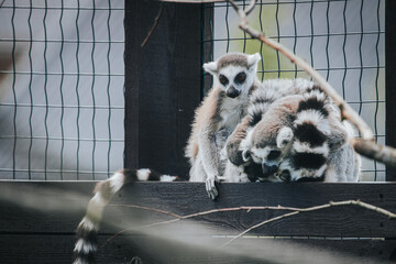 Naklejka premium Group of ring-tailed lemurs interacting on wooden platform inside an enclosure with wire fencing and natural elements in the background