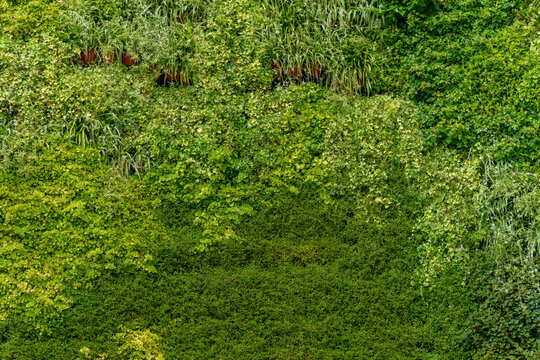 Vertical garden wall with multiple layers of diverse green plants and small pots. Extensive botanical backdrop with vibrant foliage variations and textured eco design.