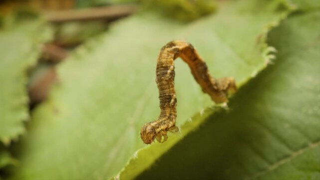 Larva of the oak tree pug moth (Eupithecia dodoneata) in natural environment,static shot, close up