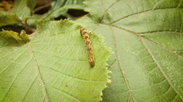 Close up of an oak tree pug moth larva (Eupithecia dodoneata) on a leaf