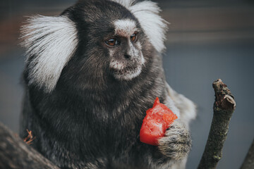 Marmoset monkey with distinctive white ear tufts holding a piece of red fruit while perched on a branch in a natural habitat setting © Emvats