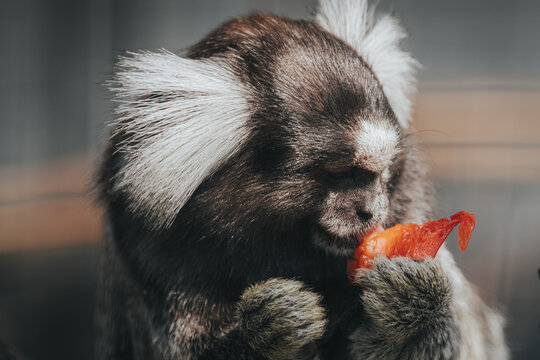 Marmoset monkey with distinctive white ear tufts holds and eats a piece of fruit, showcasing its fur texture and facial features in a natural setting