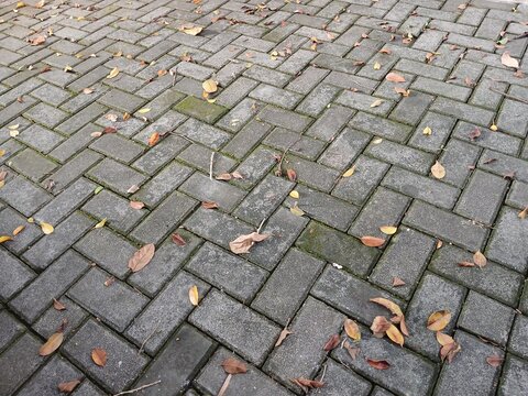 Close-up View of Outdoor Brick Paved Walkway with Natural Light and Texture
