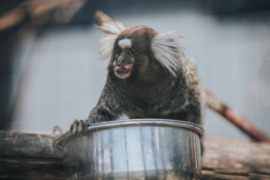 Marmoset monkey with distinctive white ear tufts perched on the edge of a metal bowl in a natural habitat setting, showcasing its curious expression and fur texture