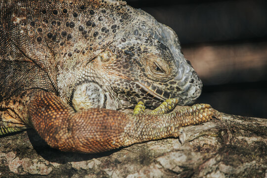 Close-up of a large iguana resting on a branch, showcasing detailed scales and textures under natural sunlight in a tropical environment