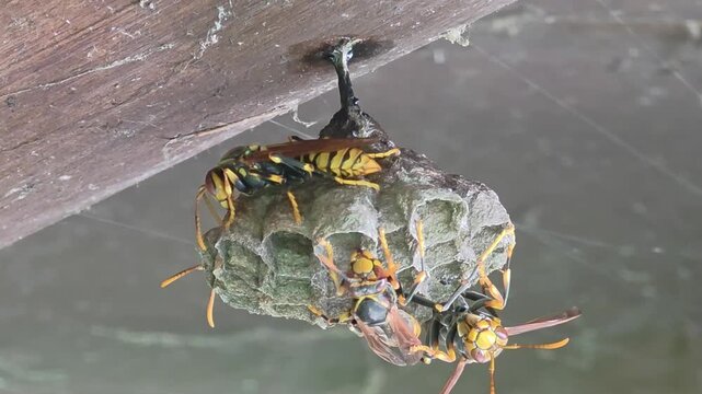 
Paper Wasps Caring for Nest and Larvae Macro Shot 4K#001

