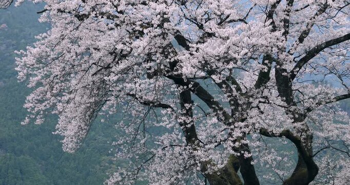 ひょうたん桜公園のひょうたん桜