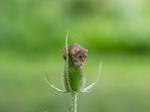 A Harvest Mouseon a Teasel