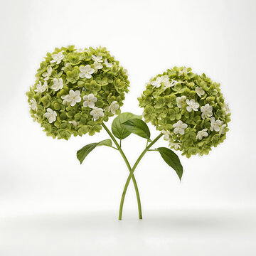 Two blooming green and white hydrangea flowers on stems isolated on a transparent background