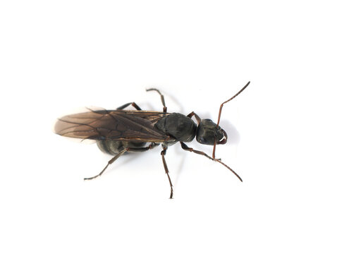 Winged queen ant of the genus Lasius isolated on a white background