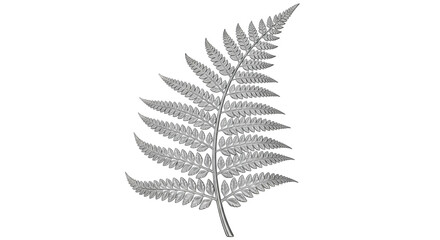 Silver fern leaf hand drawn engraving illustration isolated on white background © Graphics River