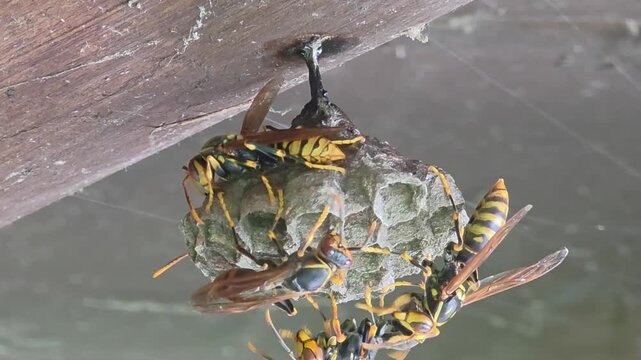 
Paper Wasps Caring for Nest and Larvae Macro Shot 4K#002

