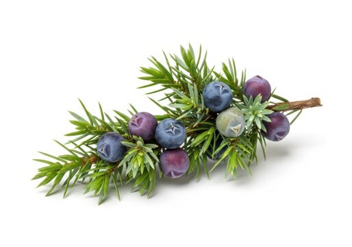 Close-up of a juniper branch with vibrant blue and purple berries and green needles