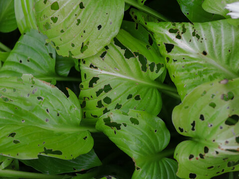 Green hosta plant leaves damaged by pests and slugs with holes, close up
