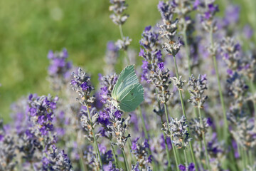 Fototapeta premium Common brimstone butterfly (Gonepteryx rhamni) sitting on lavender in Zurich, Switzerland