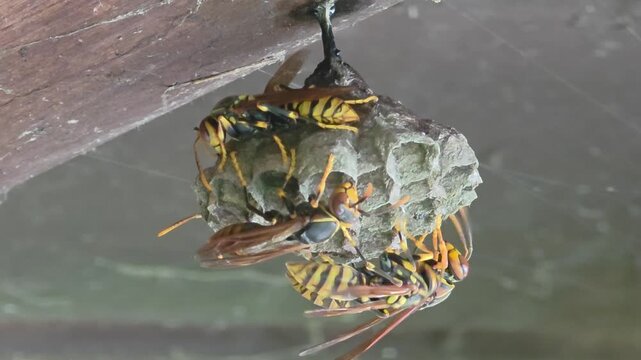 
Paper Wasps Caring for Nest and Larvae Macro Shot 4K#004

 