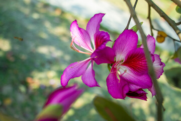 Vibrant purple Bauhinia purpurea flower blooming along a tree branch © mssozib
