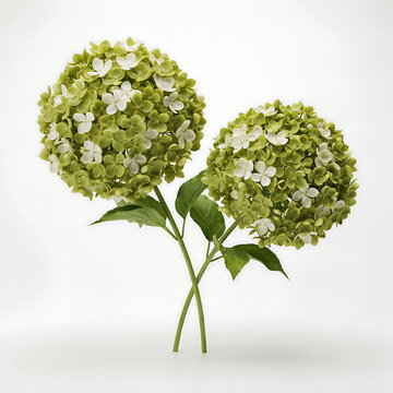 Two green and white hydrangea flower heads on stems isolated on a transparent background
