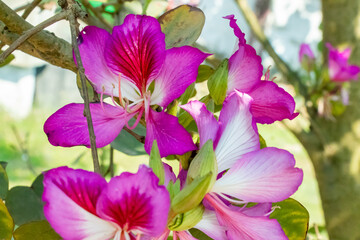 Bauhinia purpurea flower blooming under bright sunlight © mssozib