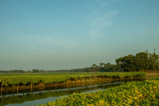 Lush green crops growing beside peaceful rural pond