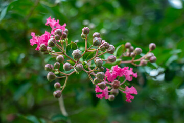 Vibrant pink lagerstroemia speciosa flowers in bloom garden © mssozib