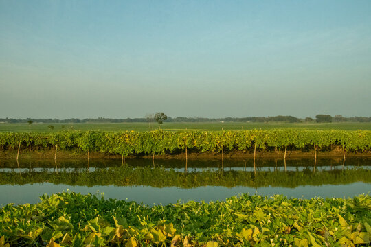 Green vegetable farm landscape along water canal in countryside