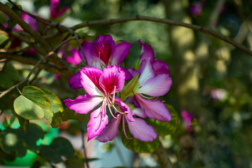 Charming Bauhinia purpurea bloom shining on tree branch © mssozib